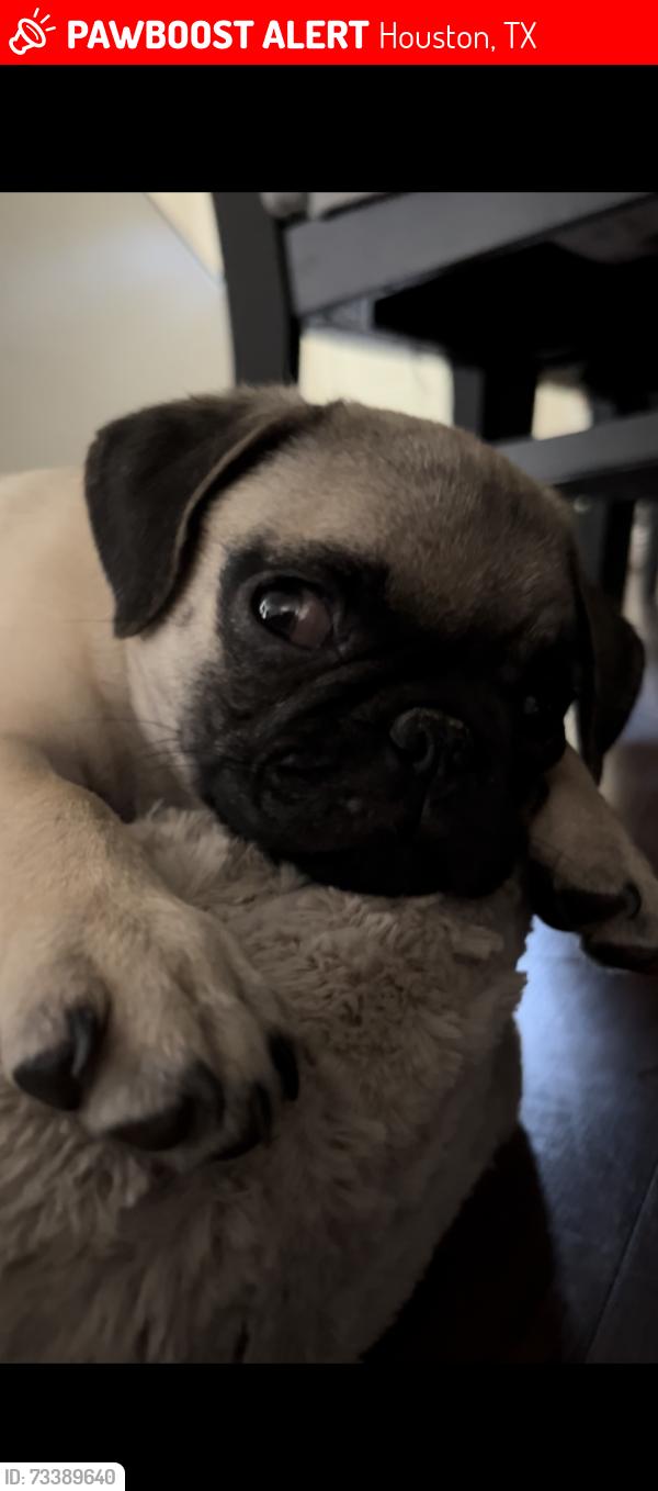 Lost Female Dog last seen Casa, 2713 Druid St, Houston, TX 77091, Houston, TX 77091