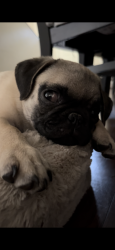 Lost Female Dog last seen Casa, 2713 Druid St, Houston, TX 77091, Houston, TX 77091