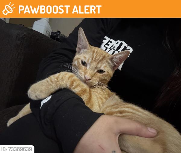 Found/Stray Male Cat last seen Was at a gas station, Hawaiian Gardens, CA 90716
