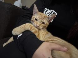 Found/Stray Male Cat last seen Was at a gas station, Hawaiian Gardens, CA 90716