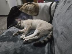 Lost Male Cat last seen Between 149th Ave, and 150th Ave on Fremont St, Portland, OR 97230