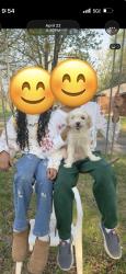 Lost Female Dog last seen 10 Mile and Lahser, Southfield, MI 48033