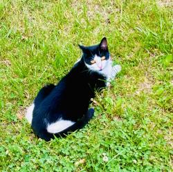 Lost Male Cat last seen Aldis, Mt. Juliet, TN 37122