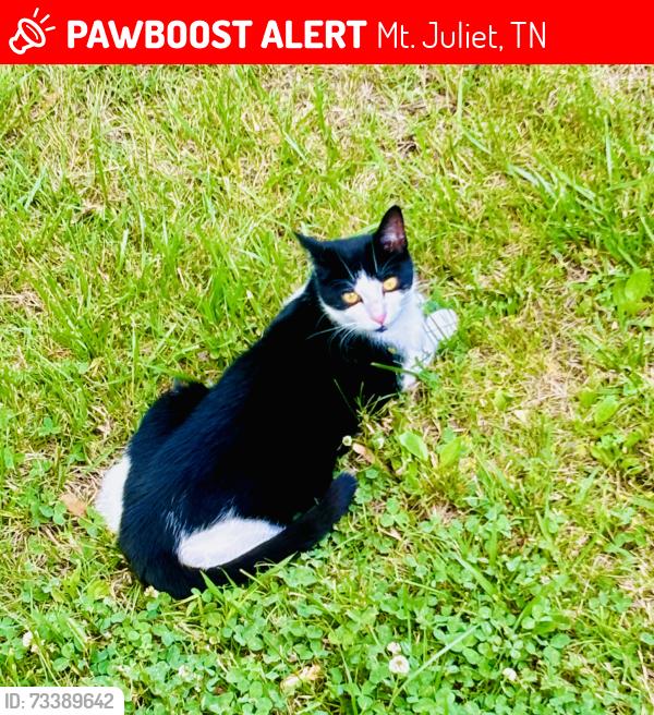 Lost Male Cat last seen Aldis, Mt. Juliet, TN 37122
