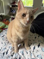 Lost Male Cat last seen Stone Canyon, Roseville, Roseville, CA 95661