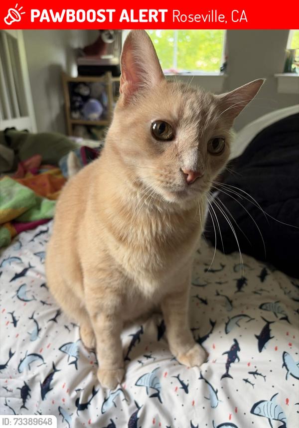 Lost Male Cat last seen Stone Canyon, Roseville, Roseville, CA 95661