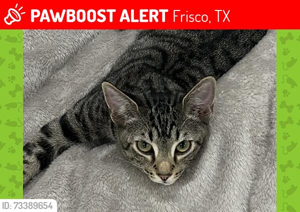 Lost Male Cat last seen Leg Iron Dr/ Coulter Lake Rd near middle school, Frisco, TX 75036
