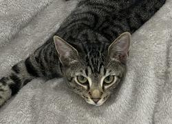 Lost Male Cat last seen Leg Iron Dr/ Coulter Lake Rd near middle school, Frisco, TX 75036