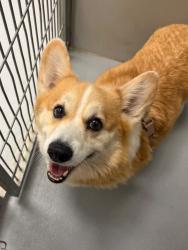 Shelter Stray Male Dog last seen Forest park, 8485 E Reno Ave, Midwest City, OK 73110, USA