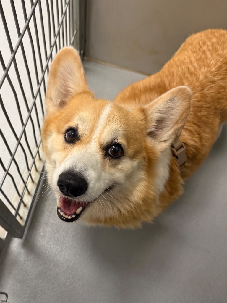 Shelter Stray Male Dog last seen Forest park, 8485 E Reno Ave, Midwest City, OK 73110, USA