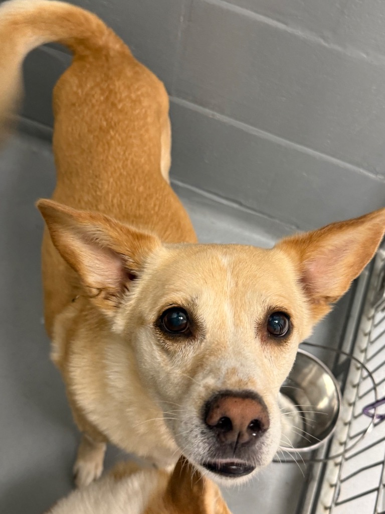 Shelter Stray Male Dog last seen Forest park, 8485 E Reno Ave, Midwest City, OK 73110, USA