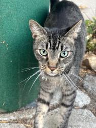 Lost Male Cat last seen Red bridge Tracy ca, Tracy, CA 95377