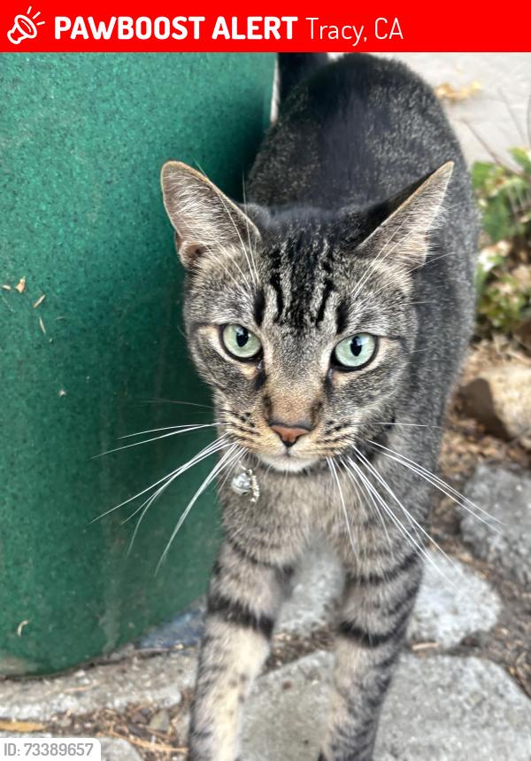 Lost Male Cat last seen Red bridge Tracy ca, Tracy, CA 95377