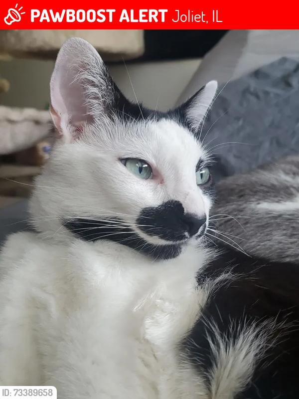 Lost Male Cat last seen Near Campbell Street Joliet IL, Joliet, IL 60435