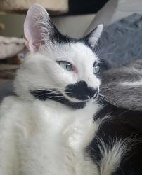 Lost Male Cat last seen Near Campbell Street Joliet IL, Joliet, IL 60435