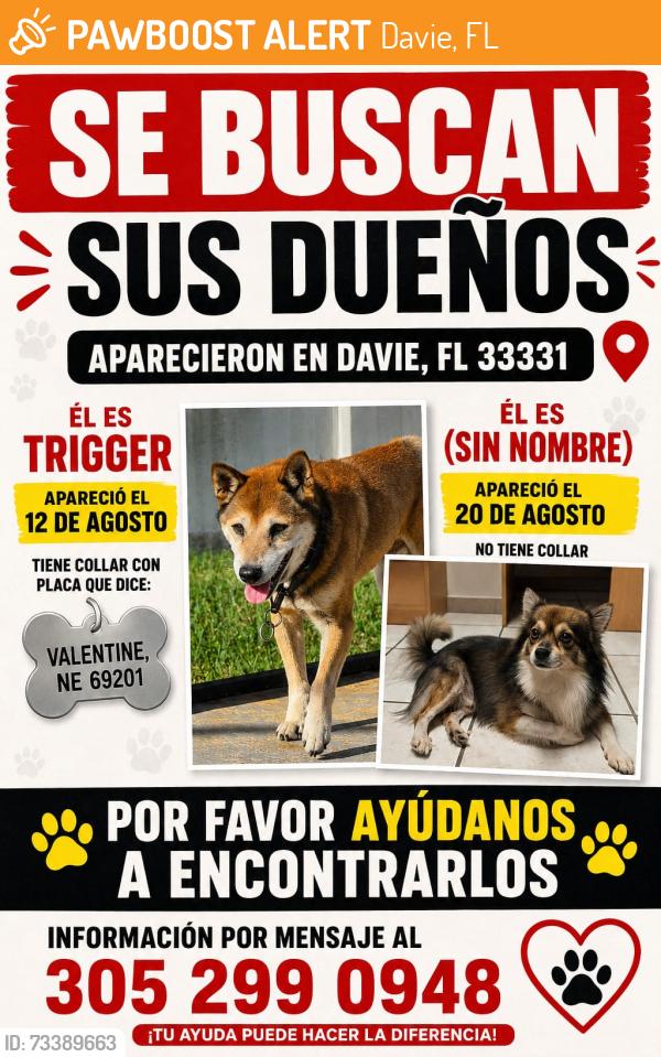 Found/Stray Male Dog last seen Florida, Davie, FL 33328