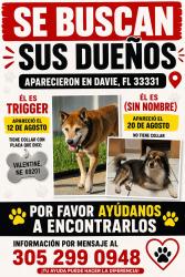 Found/Stray Male Dog last seen Florida, Davie, FL 33328