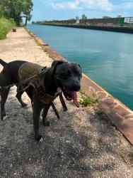 Lost Male Dog last seen Near S Mackinaw Ave Chicago, IL 60617 United States, Chicago, IL 60617