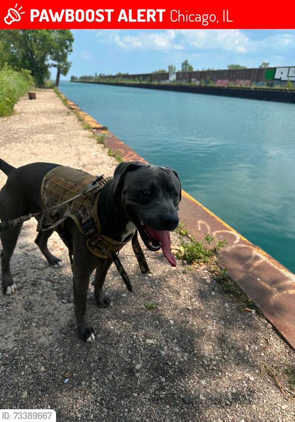 Lost Male Dog last seen Near S Mackinaw Ave Chicago, IL 60617 United States, Chicago, IL 60617