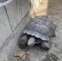 Lost Male Reptile last seen Near W. Spring St., Long Beach, CA 90810, Long Beach, CA 90810