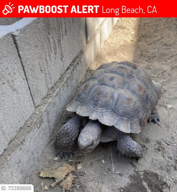 Lost Male Reptile last seen Near W. Spring St., Long Beach, CA 90810, Long Beach, CA 90810