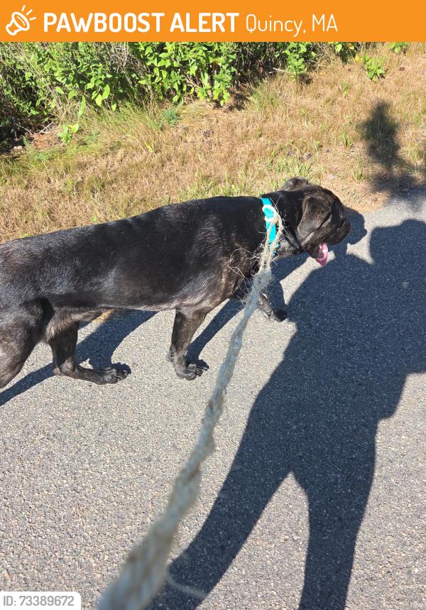 Found/Stray Male Dog last seen Pond by Caddy Park Wollaston Beach, Quincy, MA 02170