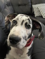 Lost Female Dog last seen Seneca & amethyst, Victorville, CA 92394