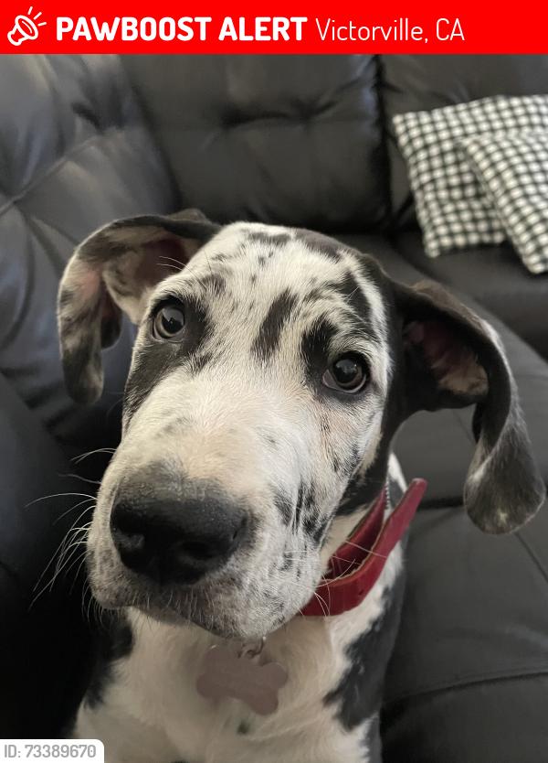 Lost Female Dog last seen Seneca & amethyst, Victorville, CA 92394