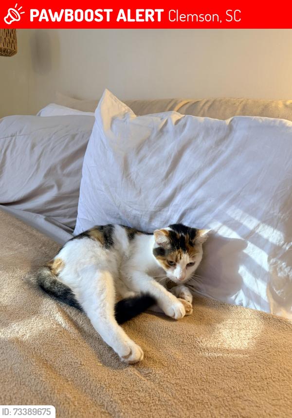 Lost Female Cat last seen Creekside Drive, Clemson, SC 29631