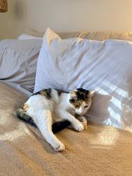Lost Female Cat last seen Creekside Drive, Clemson, SC 29631