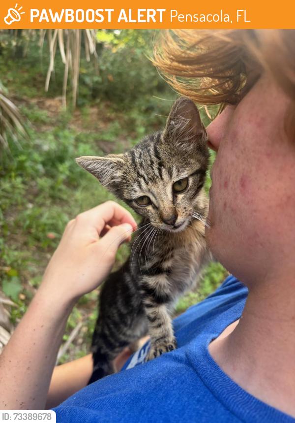 Found/Stray Unknown Cat last seen Creighton, Pensacola, FL 32504