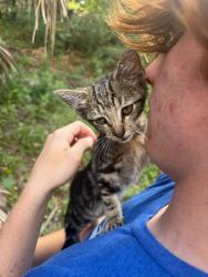 Found/Stray Unknown Cat last seen Creighton, Pensacola, FL 32504