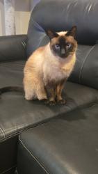 Lost Female Cat last seen 116th Ave N and Jersey Ave N. Champlin Mn, Champlin, MN 55316