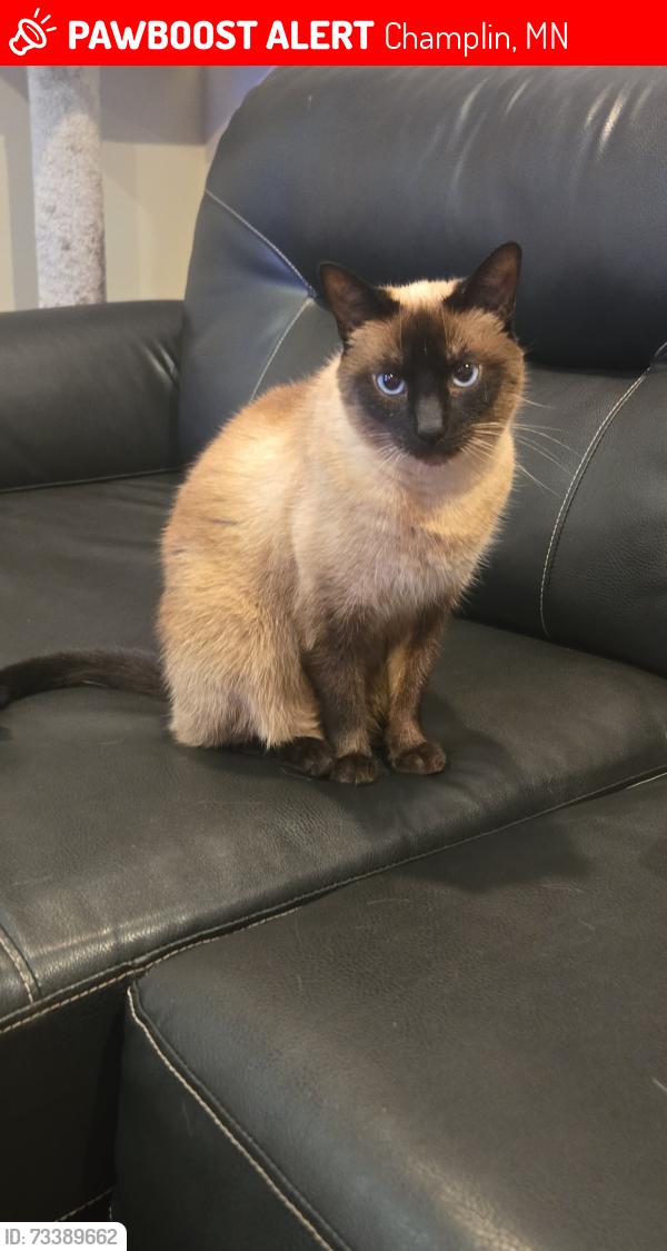 Lost Female Cat last seen 116th Ave N and Jersey Ave N. Champlin Mn, Champlin, MN 55316