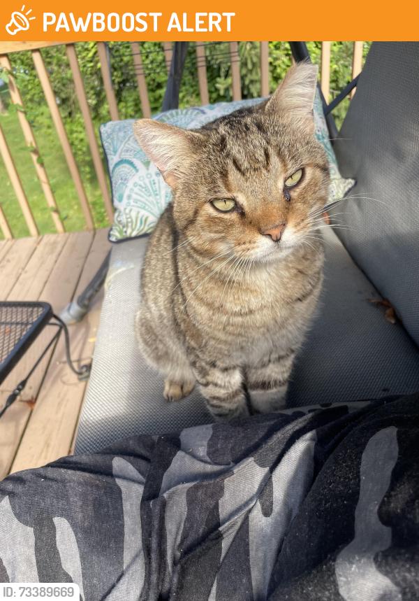 Found/Stray Unknown Cat last seen Mearns & Nina rd, Warminster Township, PA 18974