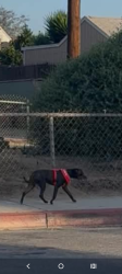 Reunited Male Dog last seen BULLIS AND CARLIN, Compton, CA 90221