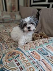 Lost Female Dog last seen Carlisle & Montgomery, Albuquerque, NM 87107