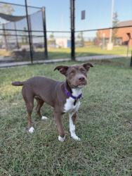 Shelter Stray Female Dog last seen Mclean,Virginia,22102,Westpark Dr/Park Run Dr, Fairfax County, VA, 4500 West Ox Rd, Fairfax, VA 22030, USA