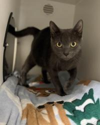 Shelter Stray Female Cat last seen Fairfax,VA, 22033, Plaza Ln & Lee Highway, Fairfax County, VA, 4500 West Ox Rd, Fairfax, VA 22030, USA