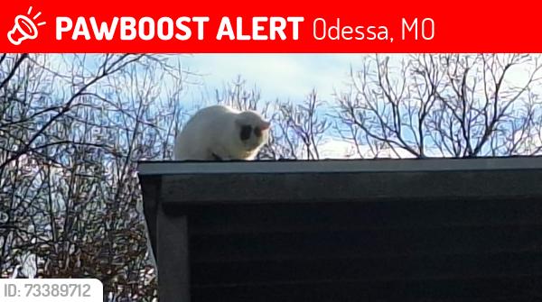 Lost Female Cat last seen Main street by the park., Odessa, MO 64076