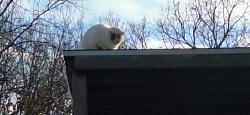 Lost Female Cat last seen Main street by the park., Odessa, MO 64076