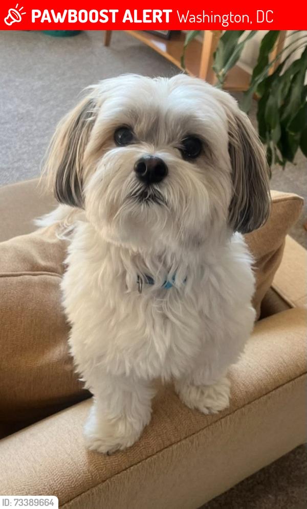 Lost Male Dog last seen Washington, Washington, DC 20036
