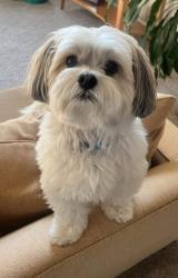 Lost Male Dog last seen Washington, Washington, DC 20036