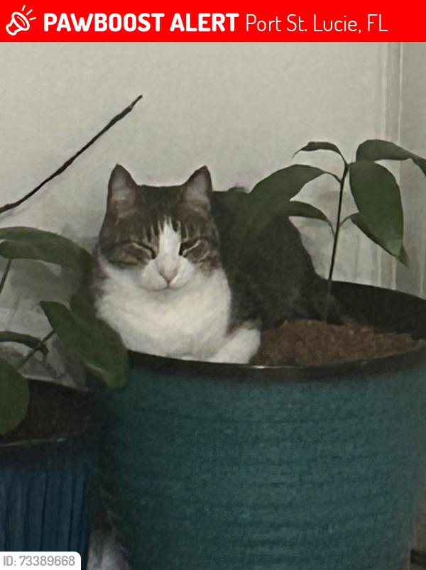 Lost Male Cat last seen Triton Way,, Port St. Lucie, FL 34987