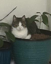 Lost Male Cat last seen Triton Way,, Port St. Lucie, FL 34987