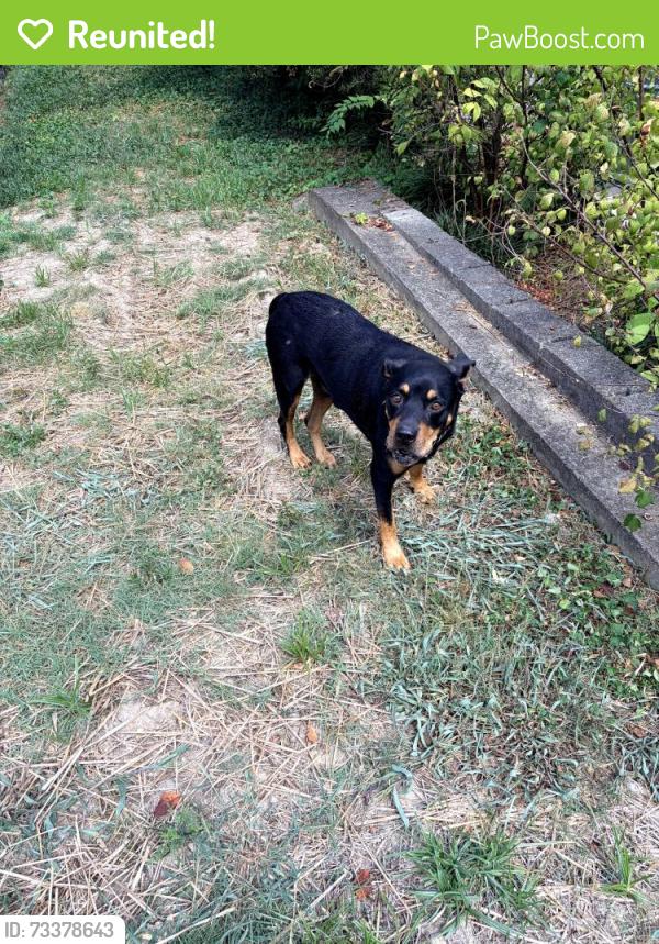 Reunited Male Dog last seen Near Ichabod Lane,Chattanooga, TN, Chattanooga, TN 37405