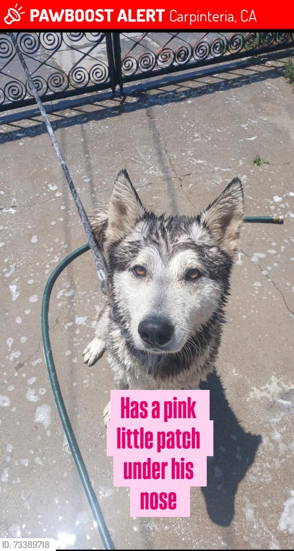 Lost Male Dog last seen Not sure, Carpinteria, CA 93013