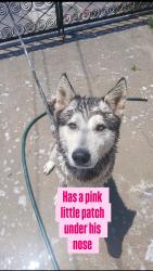 Lost Male Dog last seen Not sure, Carpinteria, CA 93013