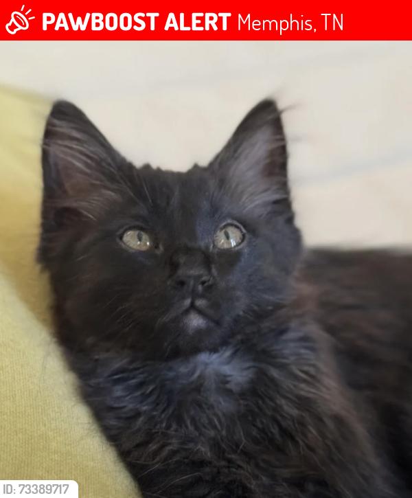 Lost Male Cat last seen Near McAdoo Ave, Memphis, TN 38112