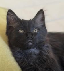 Lost Male Cat last seen Near McAdoo Ave, Memphis, TN 38112